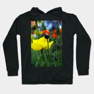 Budding Spendid Poppies Hoodie